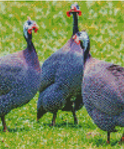 Guineafowls Diamond Painting