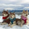 Huskies With Cat In Snow Diamond Painting