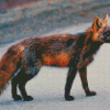 Melanistic Fox Animal Diamond Painting