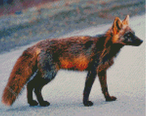 Melanistic Fox Animal Diamond Painting