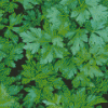 Parsley Leaves Diamond Painting