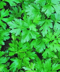 Parsley Leaves Diamond Painting