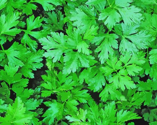 Parsley Leaves Diamond Painting