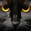 The Black Cat Face Diamond Painting