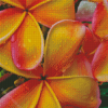 Water Drops On Orange Plumeria Diamond Painting