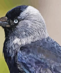 Western Jackdaw Diamond Painting