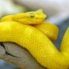 Yellow Snake Reptile Diamond Painting