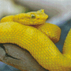 Yellow Snake Reptile Diamond Painting