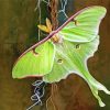 Aesthetic Luna Moth Diamond Painting