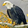 Bald Eagle Diamond Painting