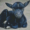 Black Baby Goat Diamond Painting