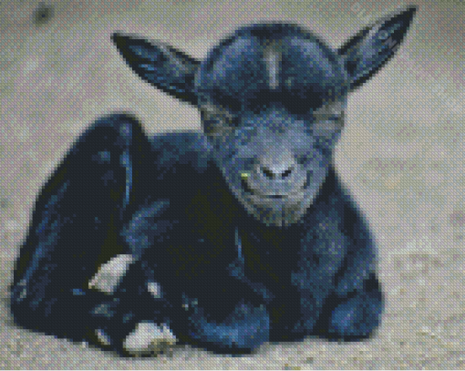 Black Baby Goat Diamond Painting