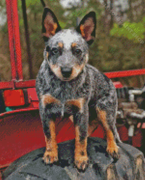 Cute Blue Healer Diamond Painting