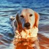 Golden Retriever Enjoying The Summer Diamond Painting