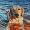 Golden Retriever Enjoying The Summer Diamond Painting