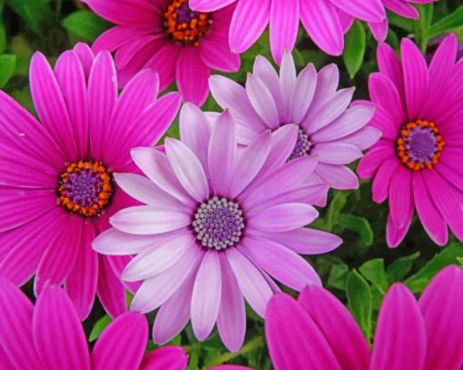 Pink And Purple Daisies Diamond Painting