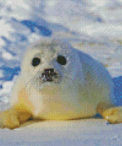 White Harp Seal Animal Diamond Painting