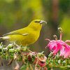 Yellow Hawaiian Honeycreeper Diamond Painting