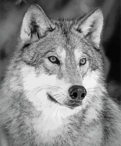 Aesthetic White And Grey Wolf Diamond Painting