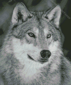 Aesthetic White And Grey Wolf Diamond Painting