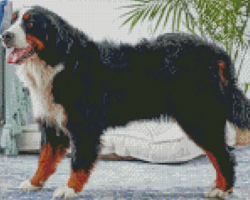 Bernese Mountain Dog Diamond Painting