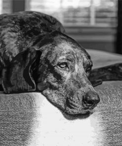 Black And White Plott Hound Diamond Painting