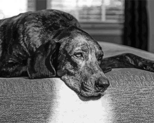 Black And White Plott Hound Diamond Painting