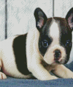 Black And White French Bulldog Puppy Diamond Painting