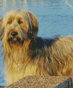 Blond Briard Dog Diamond Painting