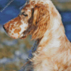 Caramel English Setter Diamond Painting