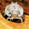 Isopod Face Diamond Painting