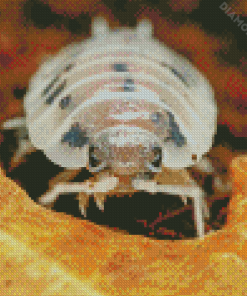 Isopod Face Diamond Painting