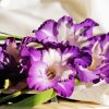 Purple Gladiolus Flowers Diamond Painting