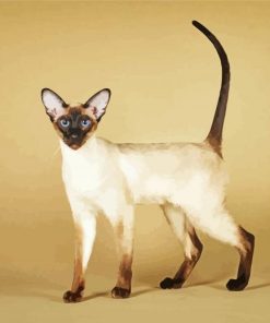 Siamese Oriental Cat Diamond Painting