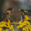 Baltimore Oriole Birds Diamond Painting