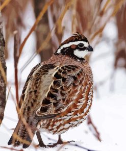 Bobwhite Quail In Snow Diamond Painting