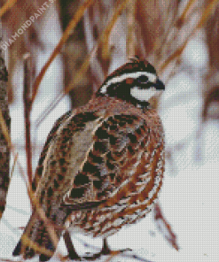 Bobwhite Quail In Snow Diamond Painting