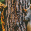 Cat And Squirrel Holding A Tree With Diamond Painting