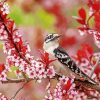 Downy Woodpecker Diamond Painting