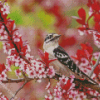 Downy Woodpecker Diamond Painting