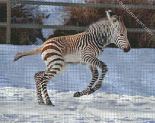 Zebra Baby Diamond Painting