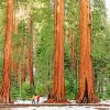 Sequoia National Forest Diamond Painting