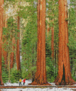 Sequoia National Forest Diamond Painting