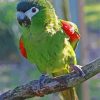 Red Shouldered Macaw Diamond Painting