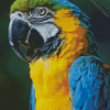 Blue And Gold Macaw Parrot Diamond Painting